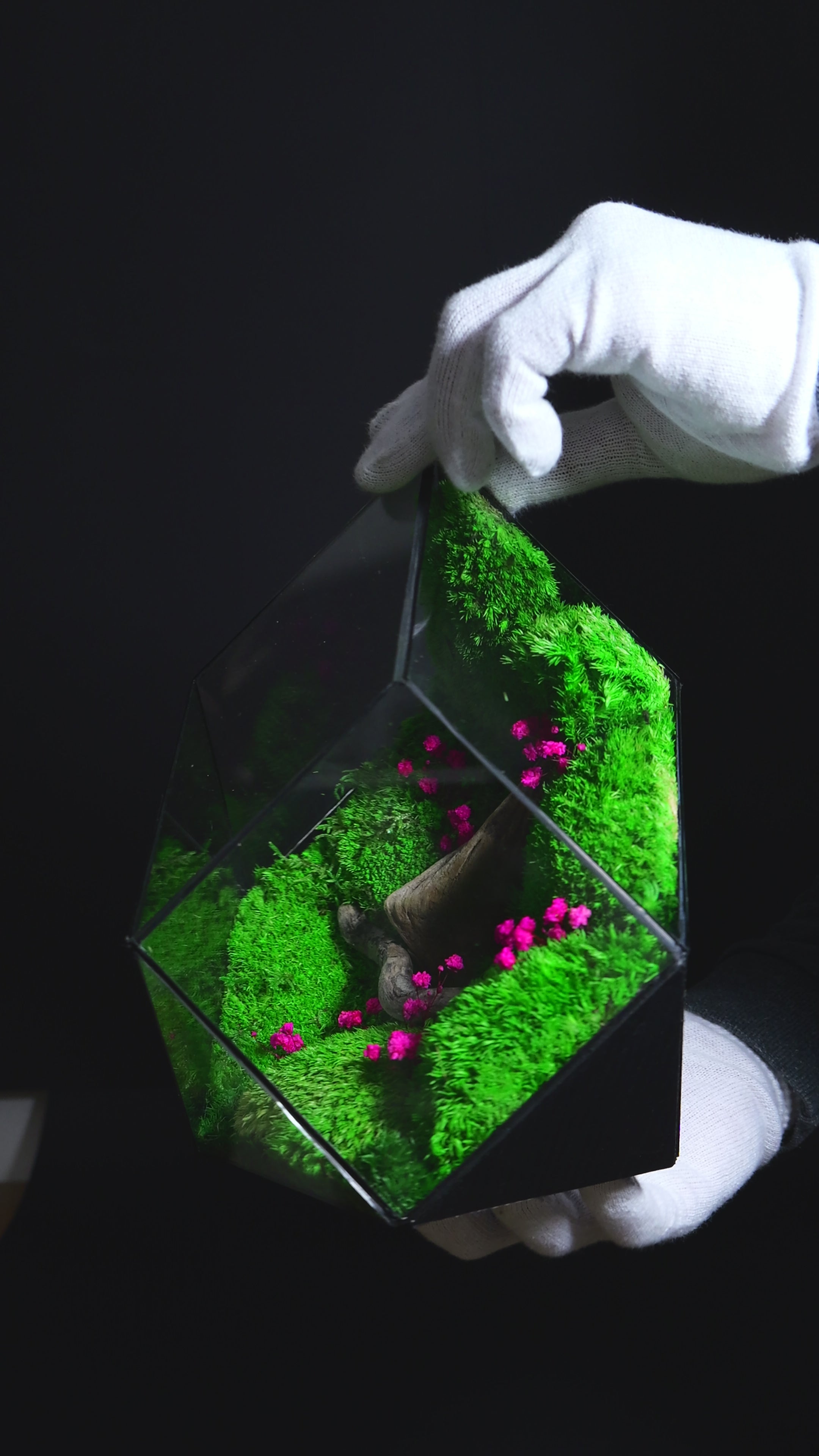 Terrarium con forme diverse