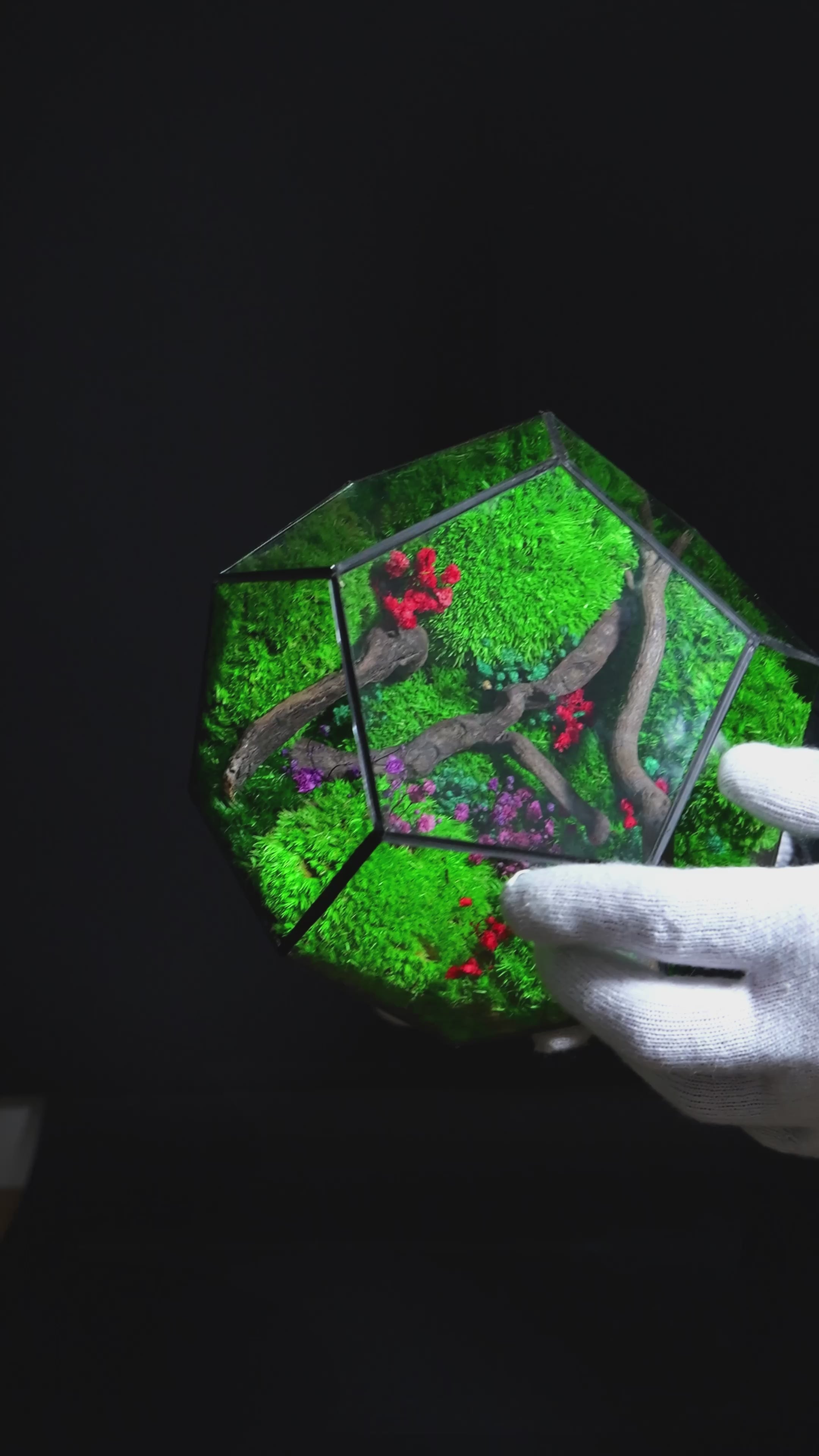 Terrario in Vetro Trasparente con Piante Vive – Stile Minimal 39