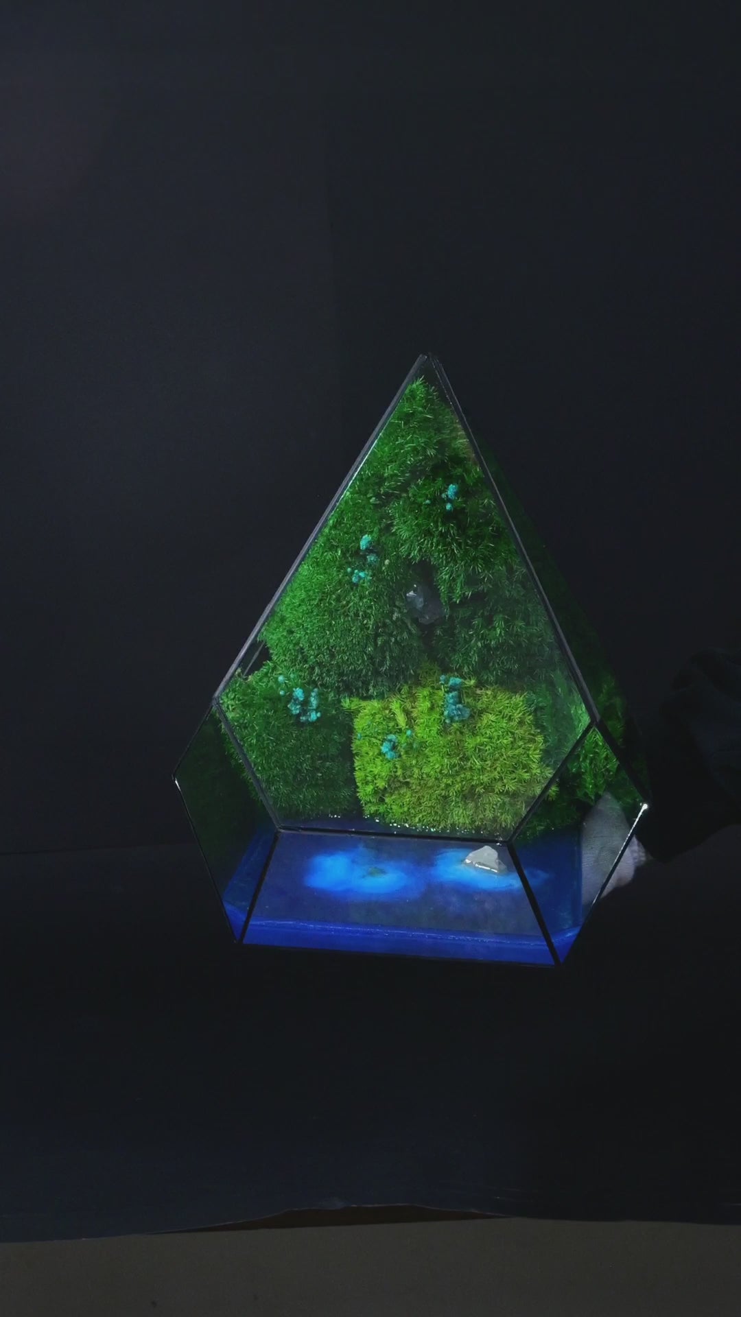 Terrarium ecosistemico artigianale vivo in vetro 10