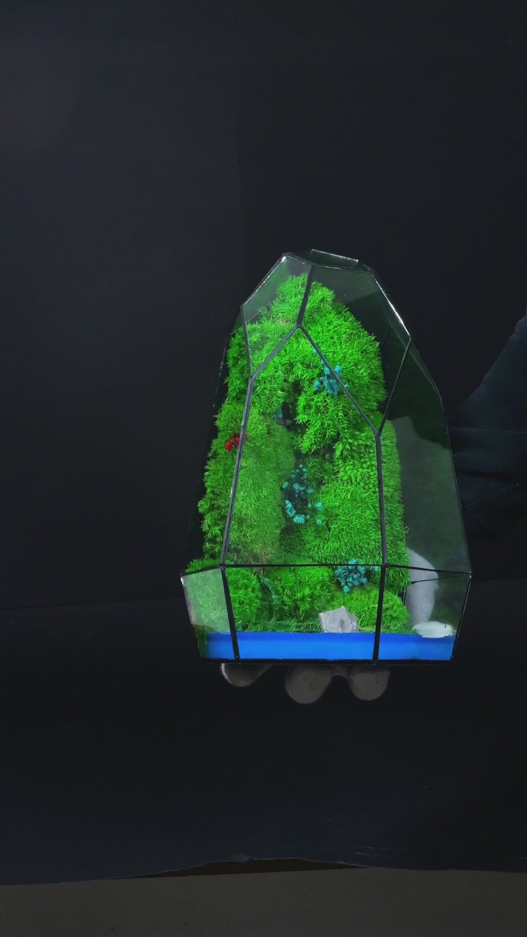 Terrarium ecosistemico naturale vivo per ufficio 9