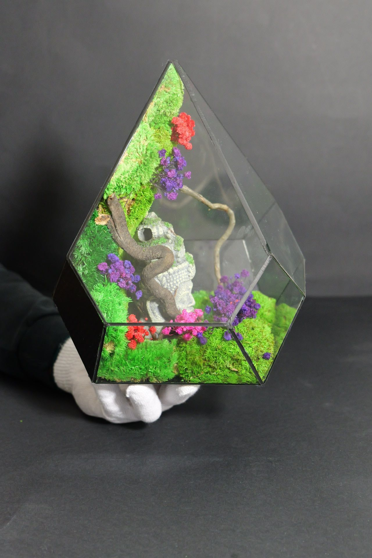 Terrarium 12