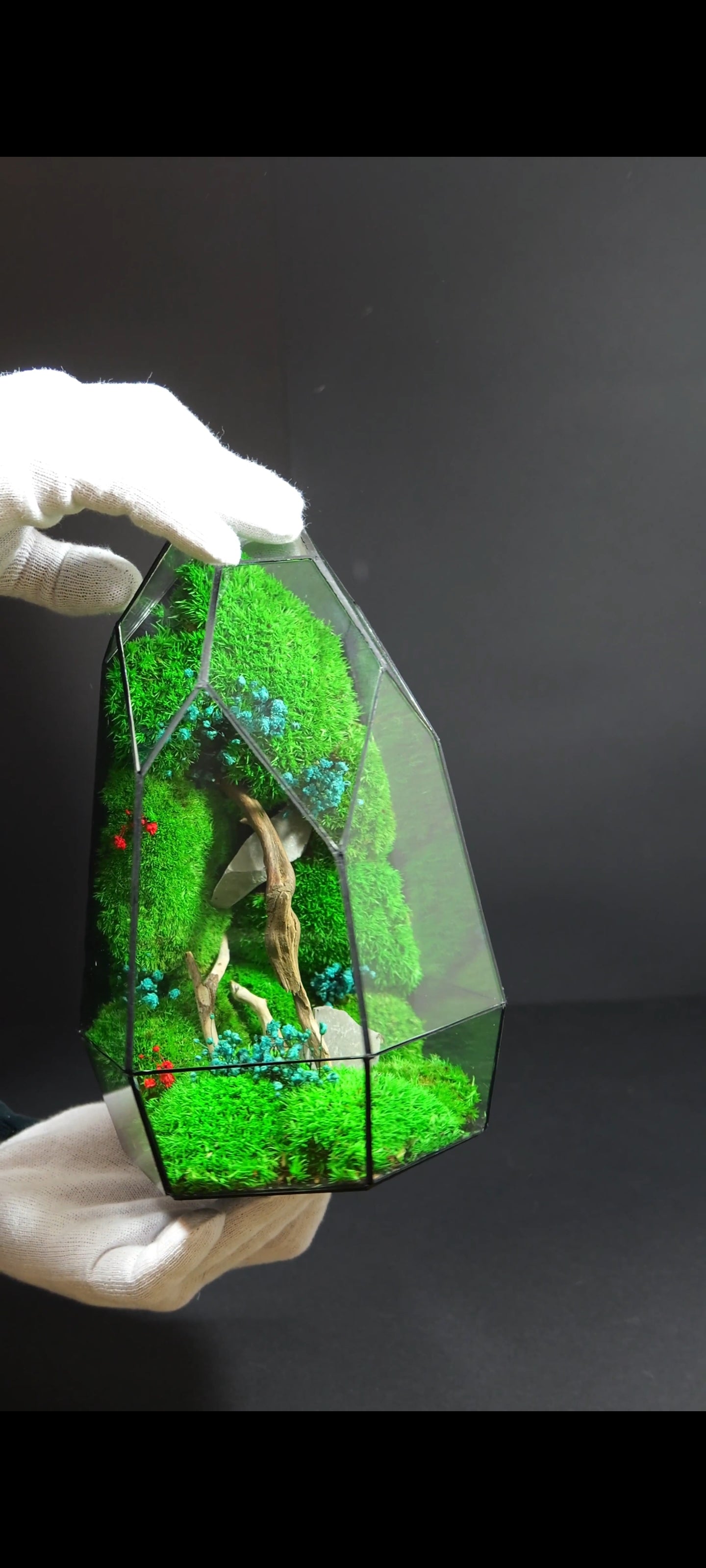 Terrarium da Tavolo Elegante – Ecosistema Verde Naturale 19