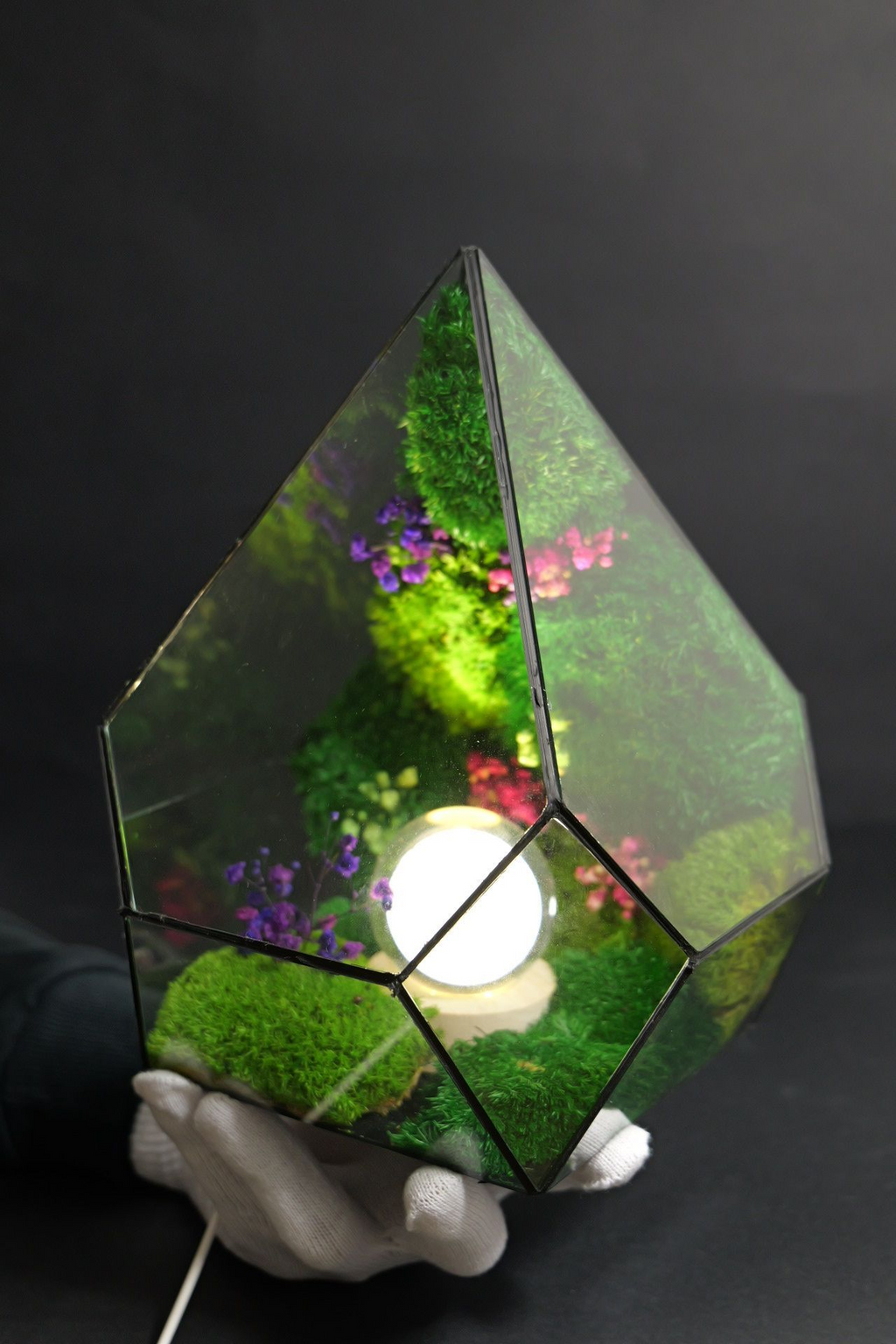 Terrarium ecosistemico naturale in equilibrio autonomo 3