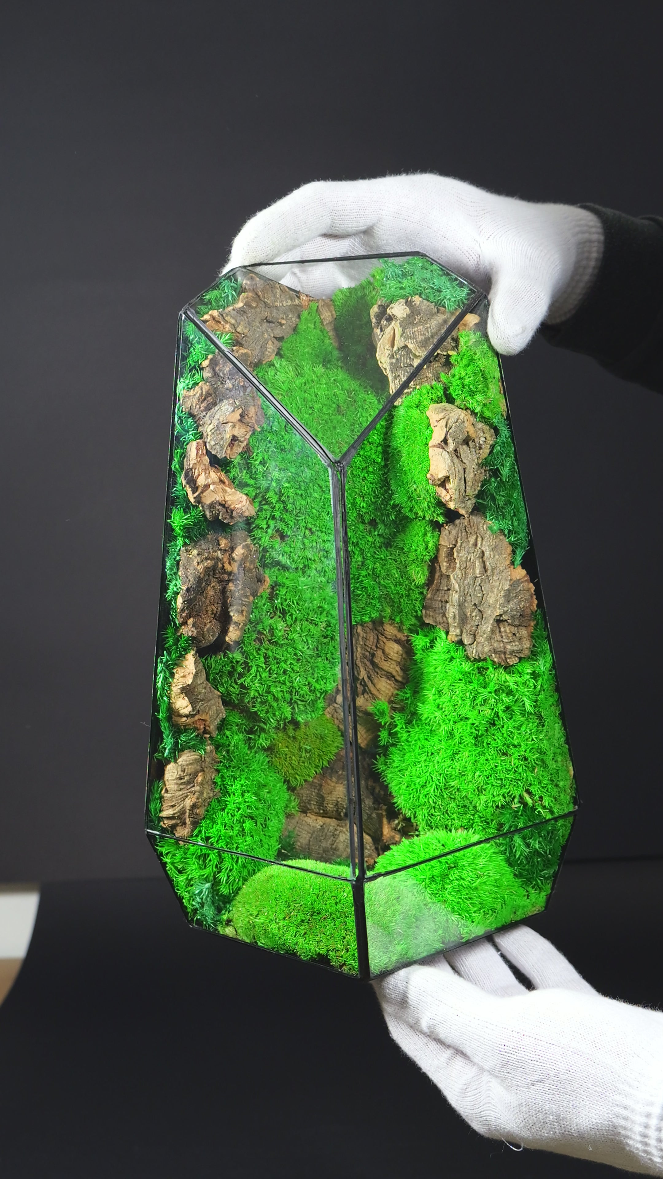 Terrario Chiusa con Felci e Muschio – Micro Ecosistema Naturale 41