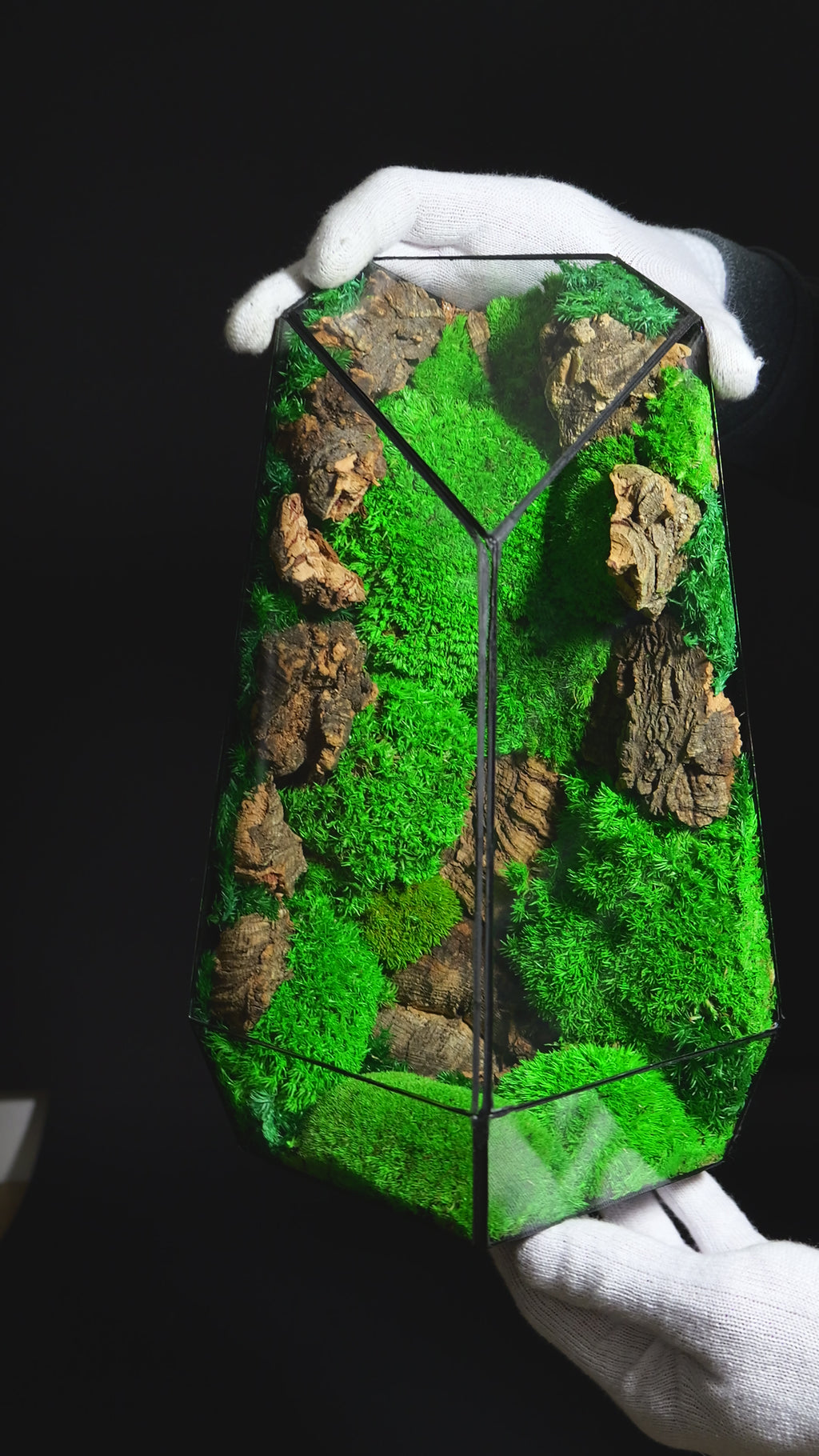 Terrario Chiusa con Felci e Muschio – Micro Ecosistema Naturale 41