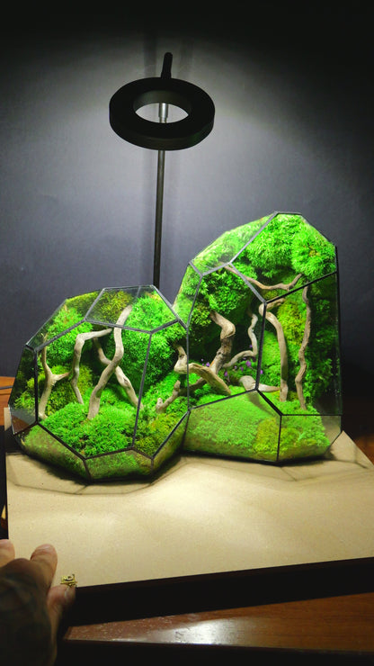 Foresta Eterna