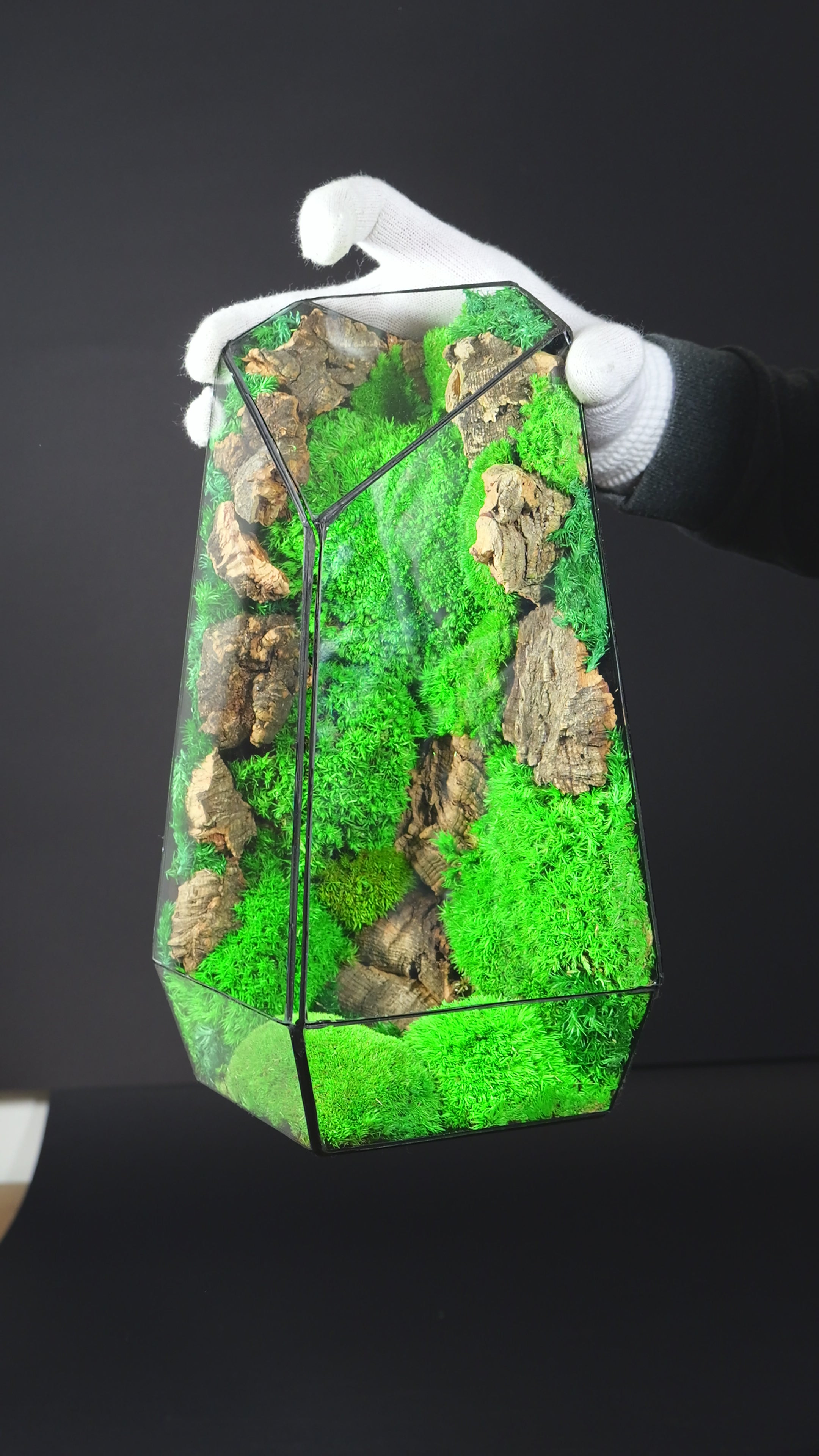 Terrario Chiusa con Felci e Muschio – Micro Ecosistema Naturale 41