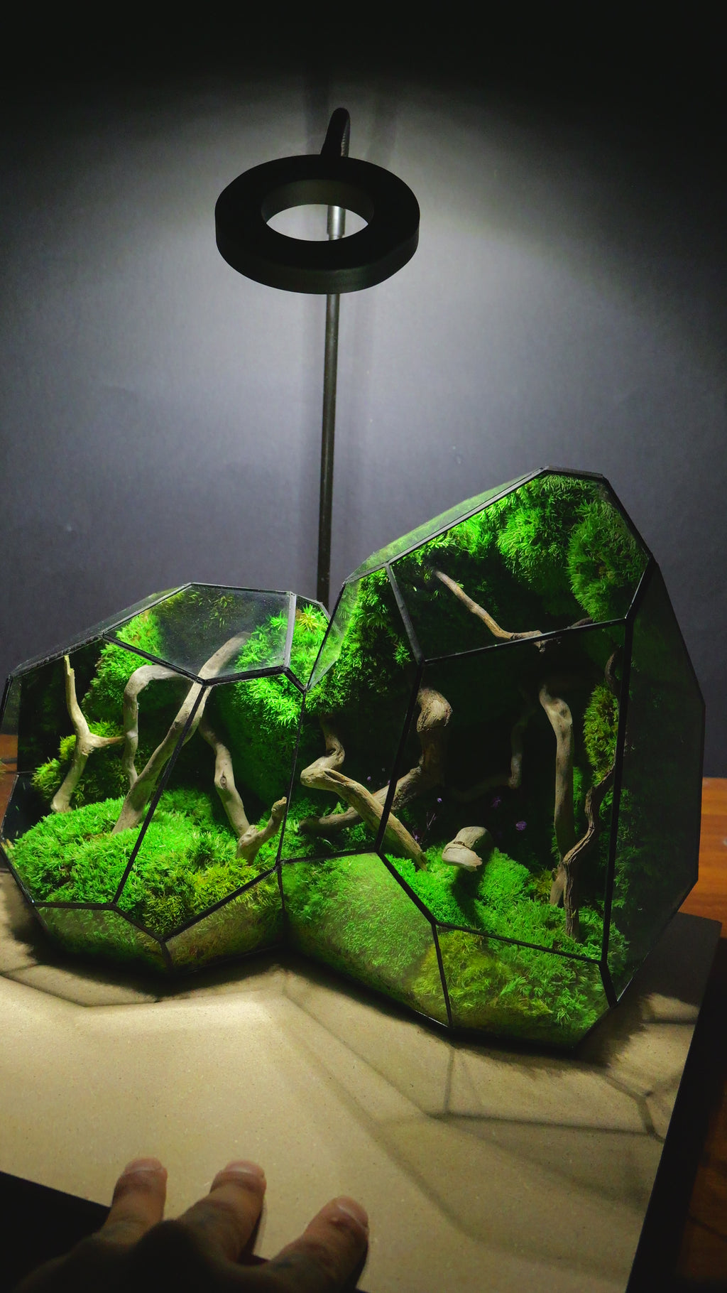 Terrarium "Alien" T300 🌱 Limited edition glass terrarium terrarium plants terrarium