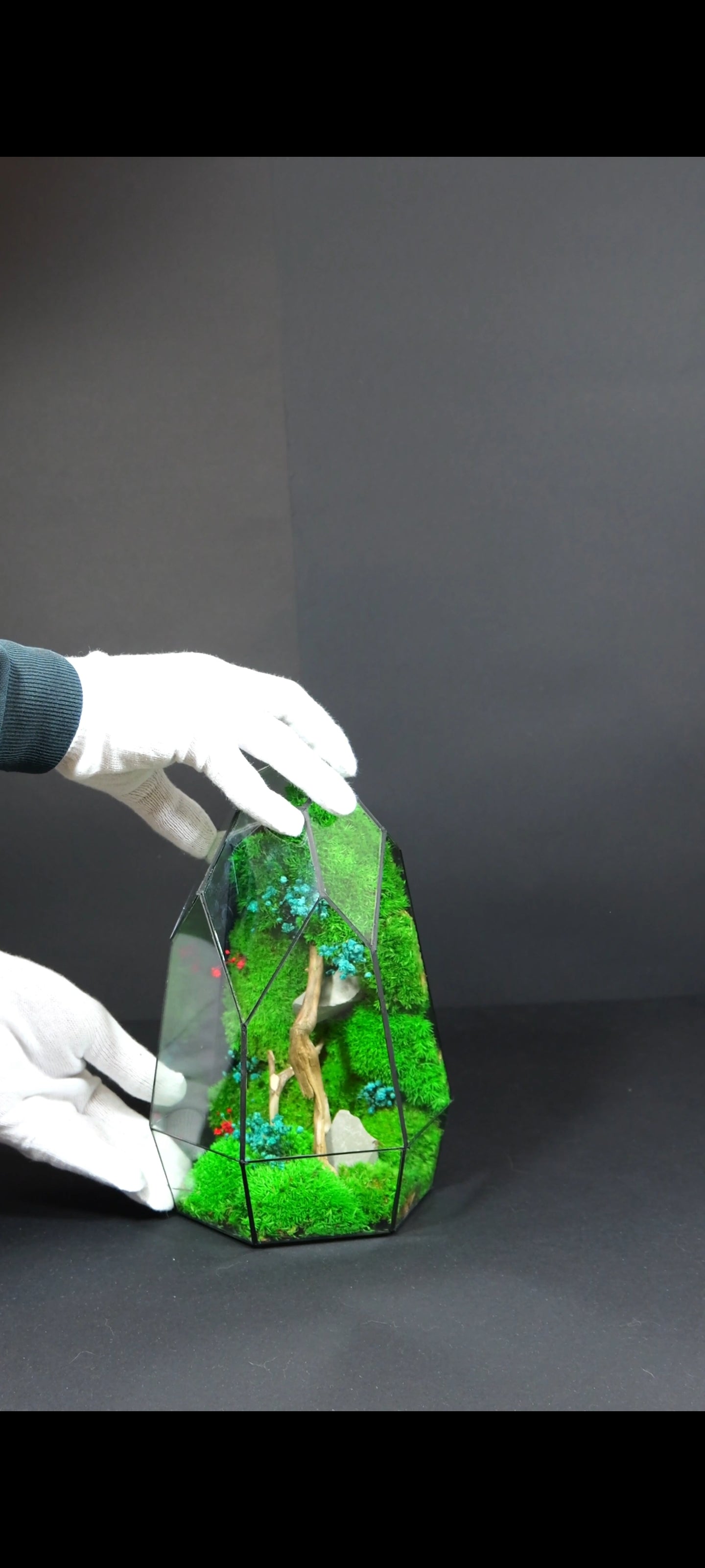 Terrarium 17