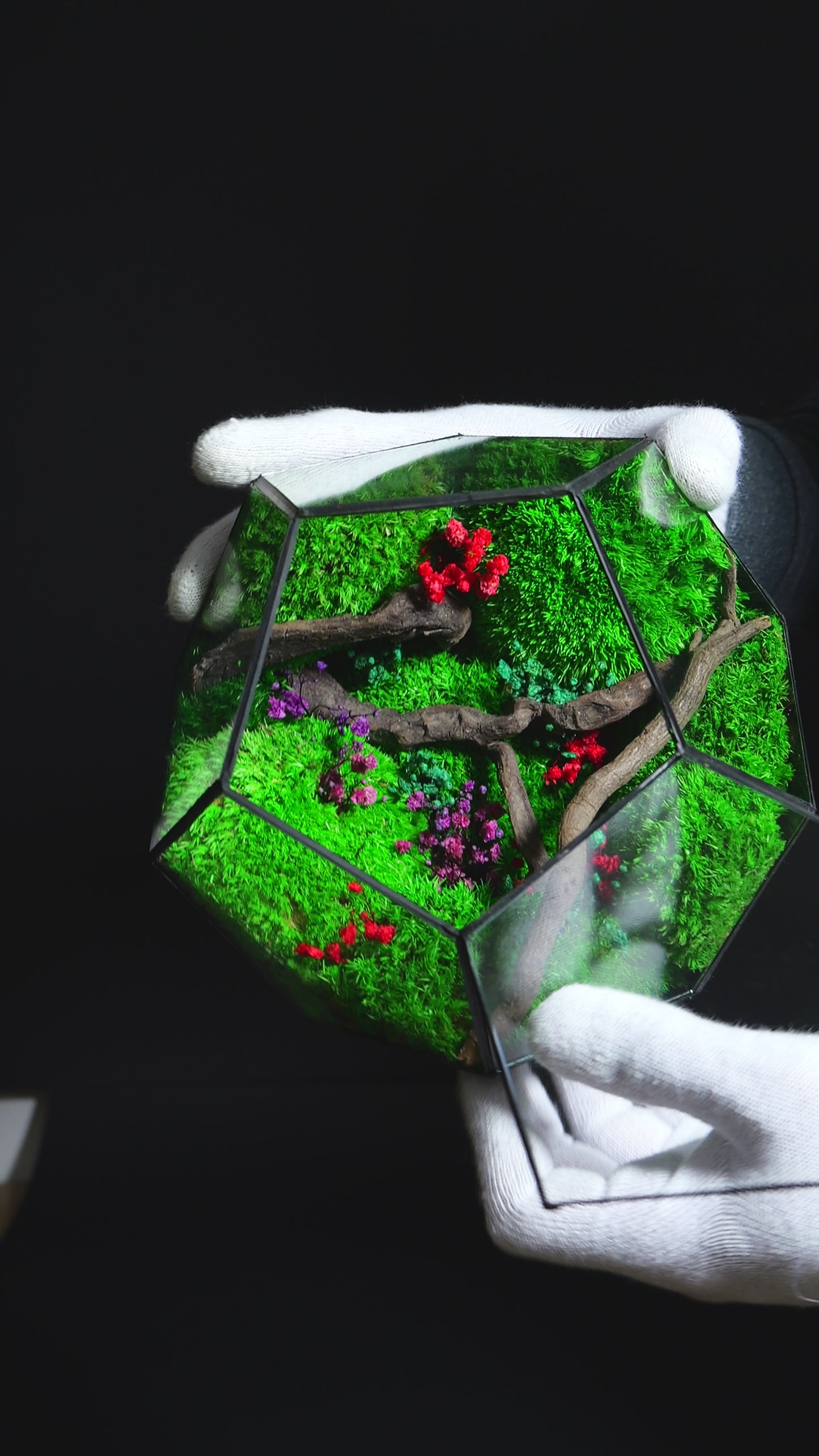 Terrarium 39