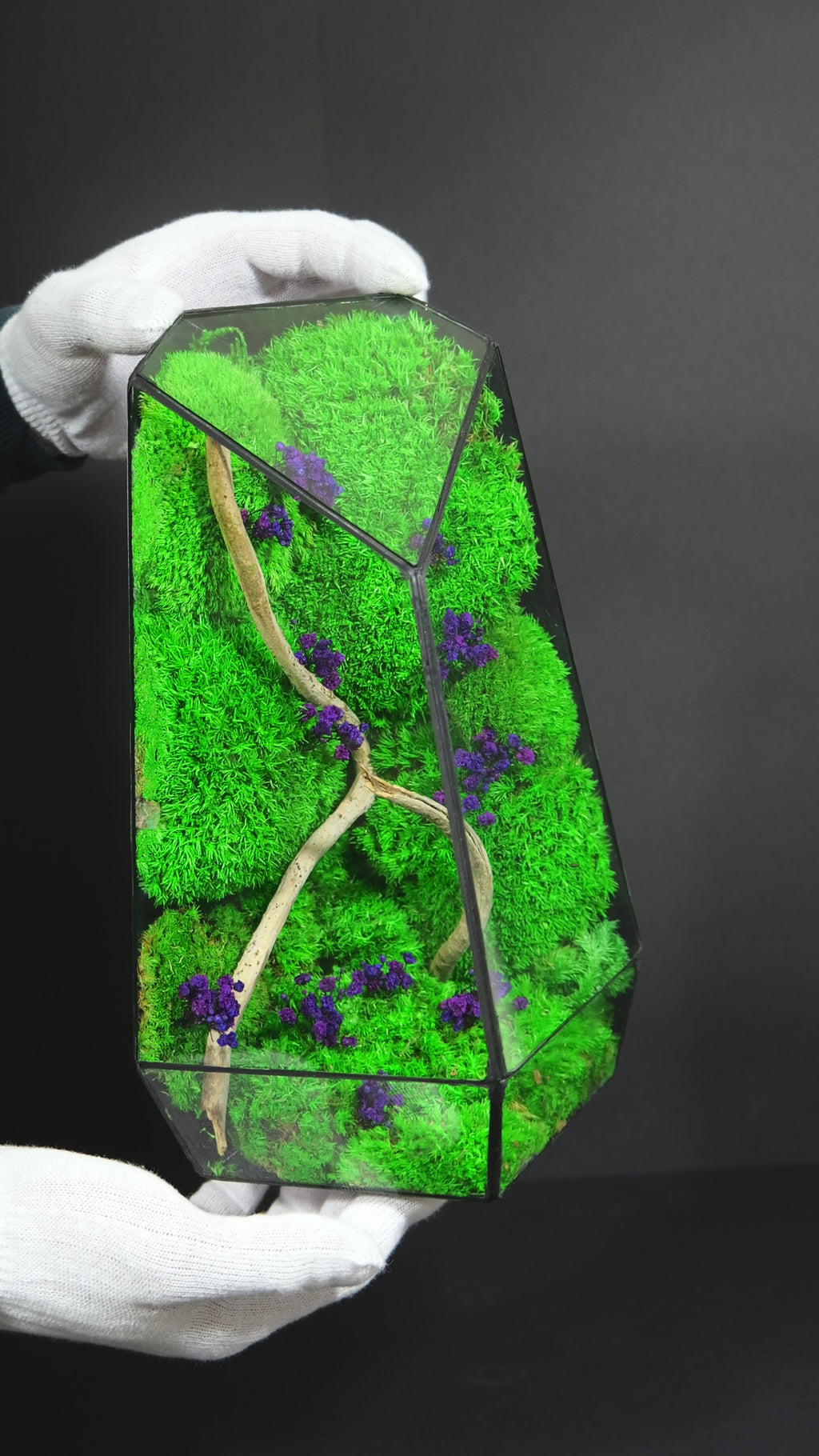 Terrarium Naturale Decorativo – Arredo Botanico per Interni 18