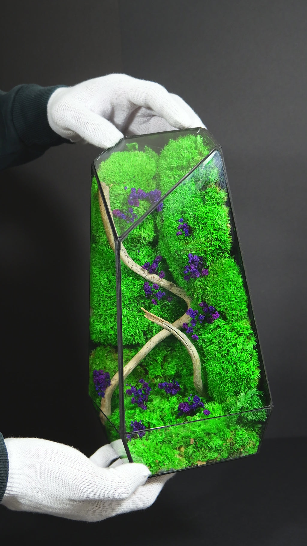 Terrarium Naturale Decorativo – Arredo Botanico per Interni 18