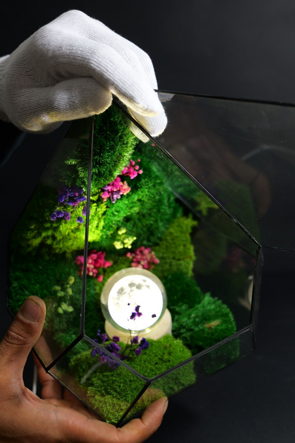 Terrarium ecosistemico naturale in equilibrio autonomo 3