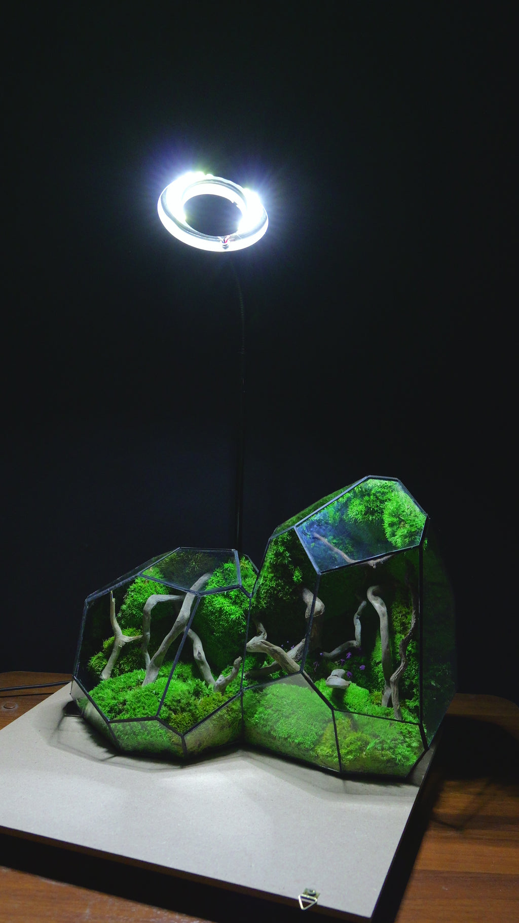 Terrarium "Alien" T300 🌱 Limited edition glass terrarium terrarium plants terrarium
