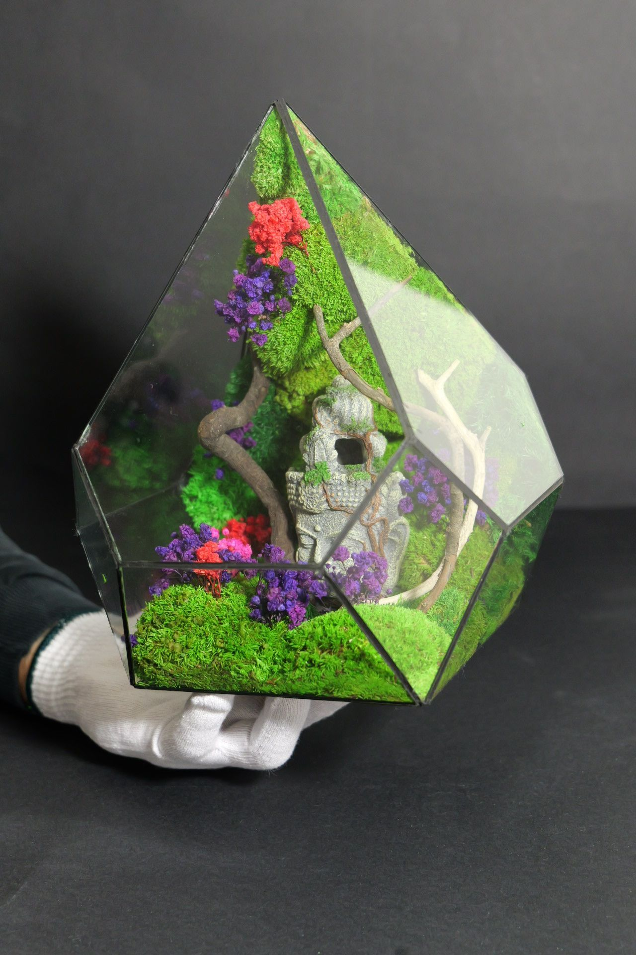 Terrarium 12