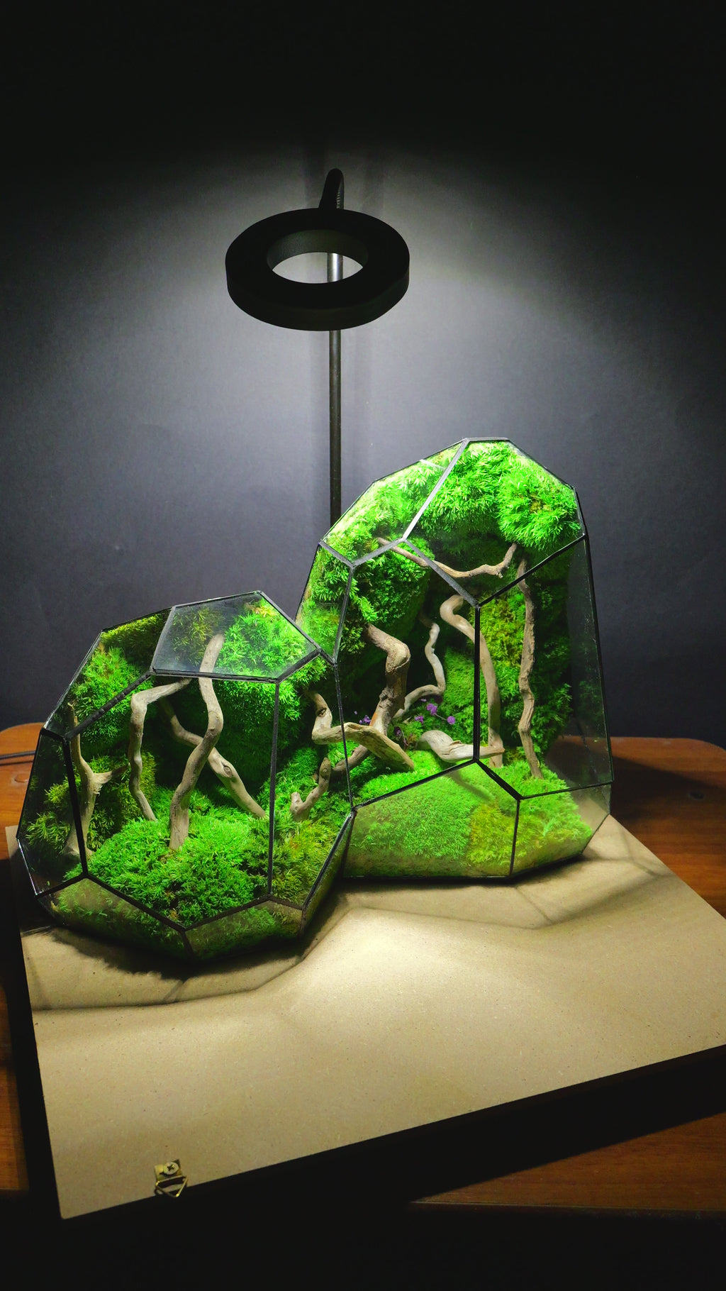 Terrarium "Alien" T300 🌱 Limited edition glass terrarium terrarium plants terrarium