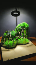 Terrarium "Alien" T300 🌱 Limited edition glass terrarium terrarium plants terrarium