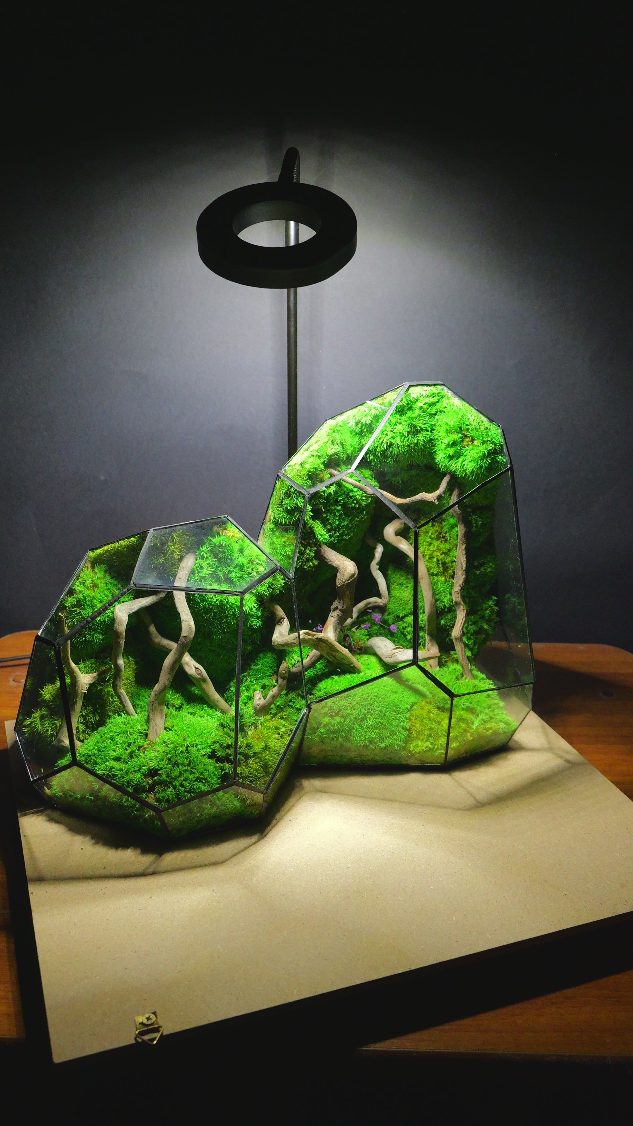 Terrarium "Alien" T300 🌱 Limited edition glass terrarium terrarium plants terrarium