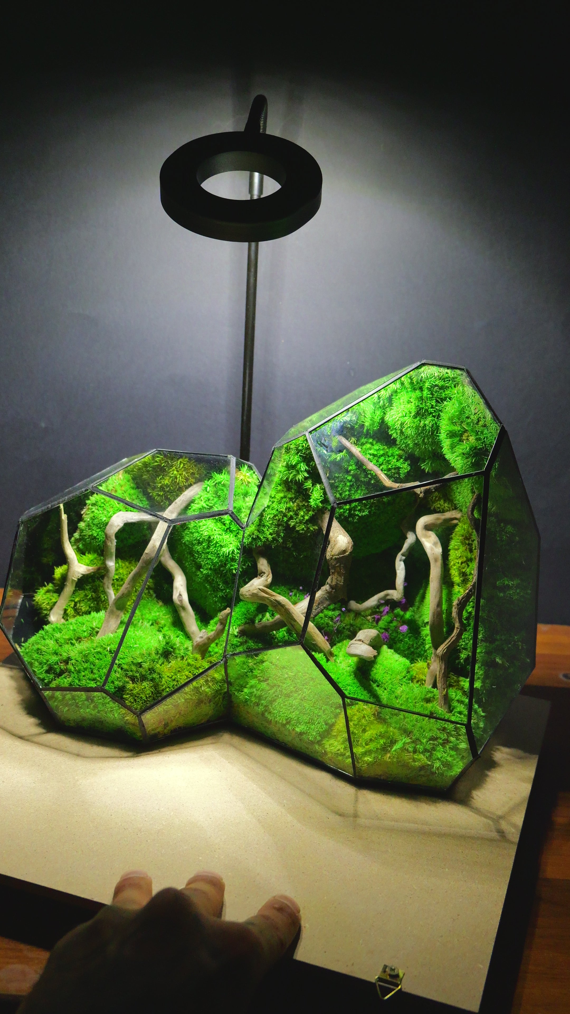 Terrarium "Alien" T300 🌱 Limited edition glass terrarium terrarium plants terrarium