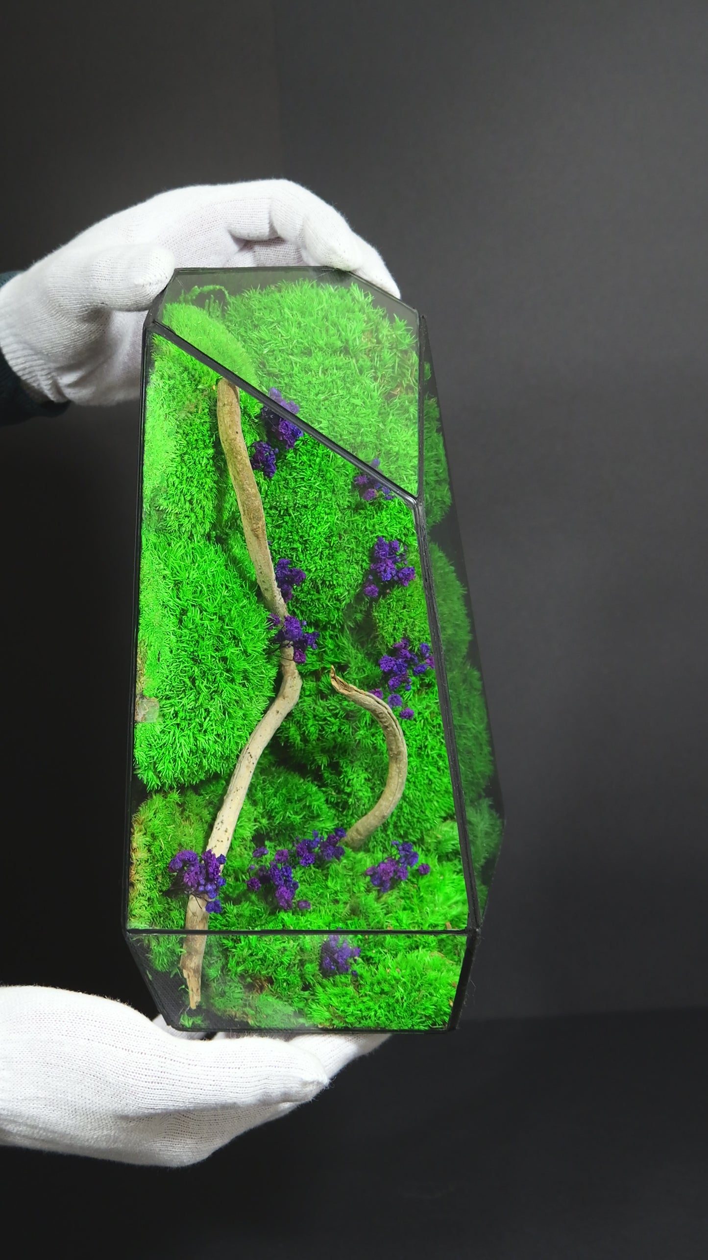 Terrarium 18