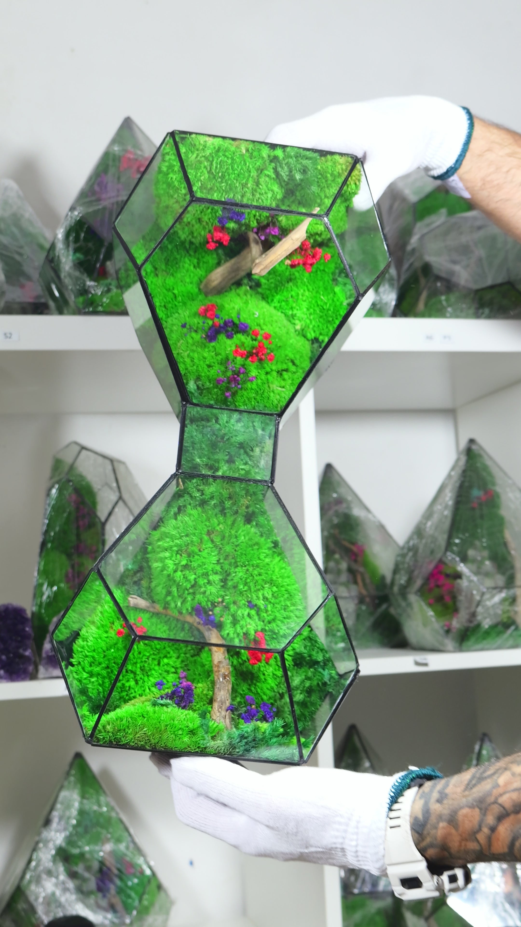 Terrarium in Vetro con Piante Naturali – Ecosistema Decorativo da Interno 50