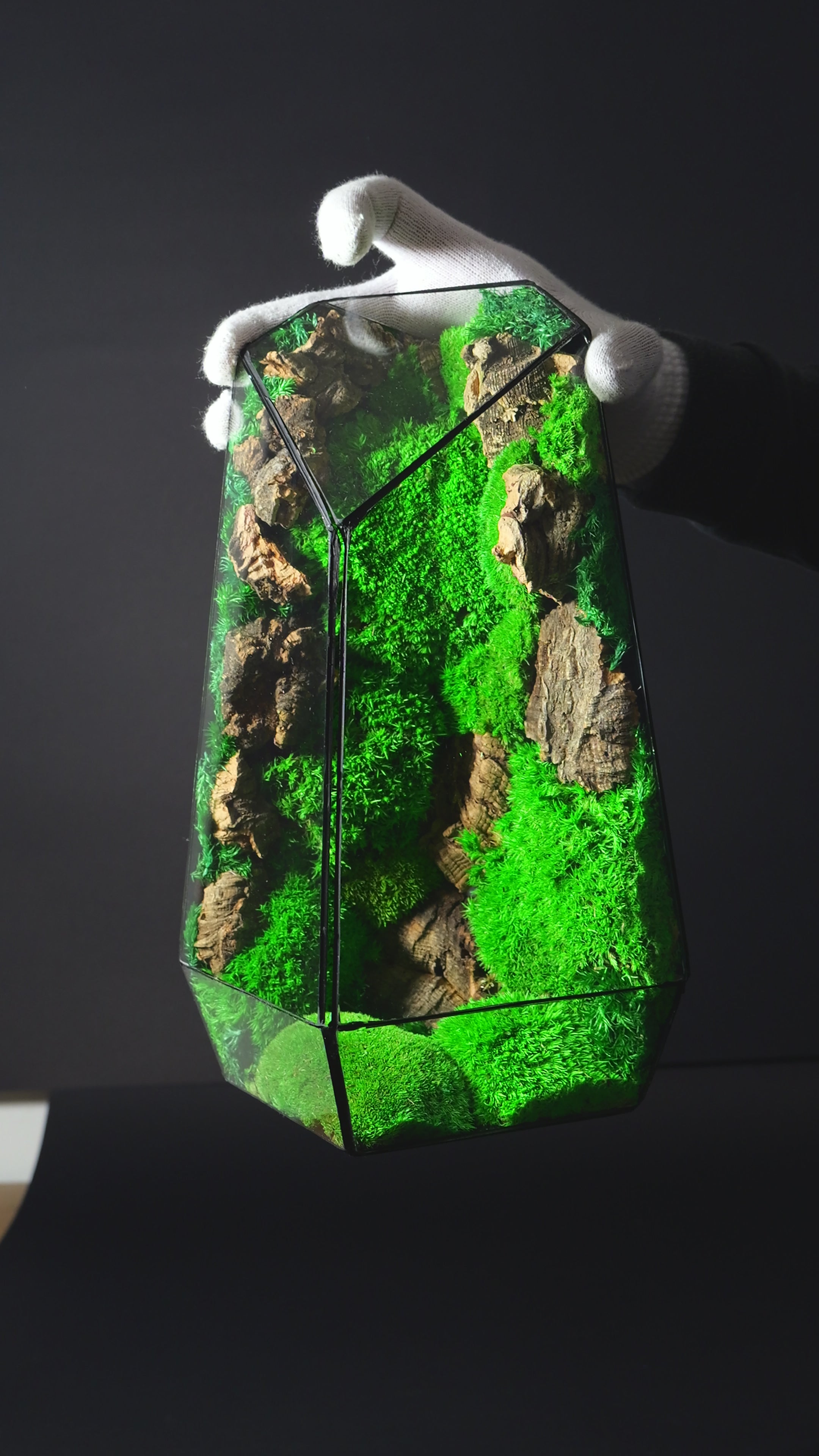 Terrario Chiusa con Felci e Muschio – Micro Ecosistema Naturale 41