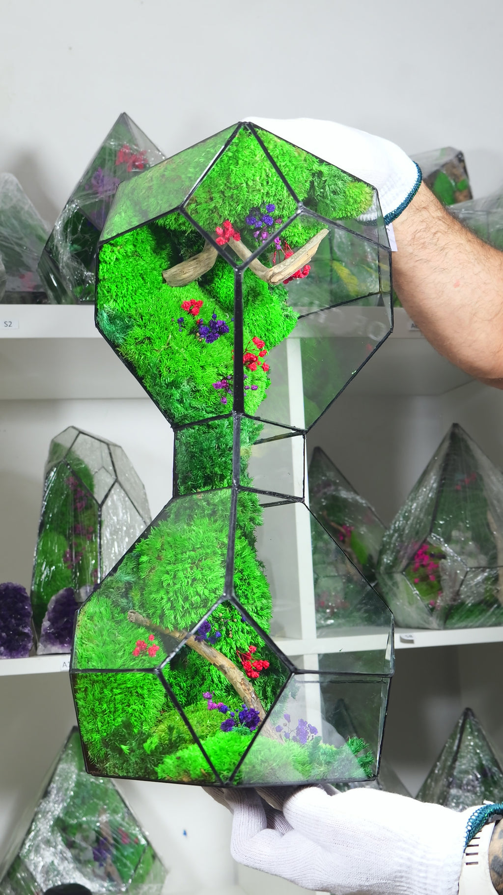 Terrarium in Vetro con Piante Naturali – Ecosistema Decorativo da Interno 50