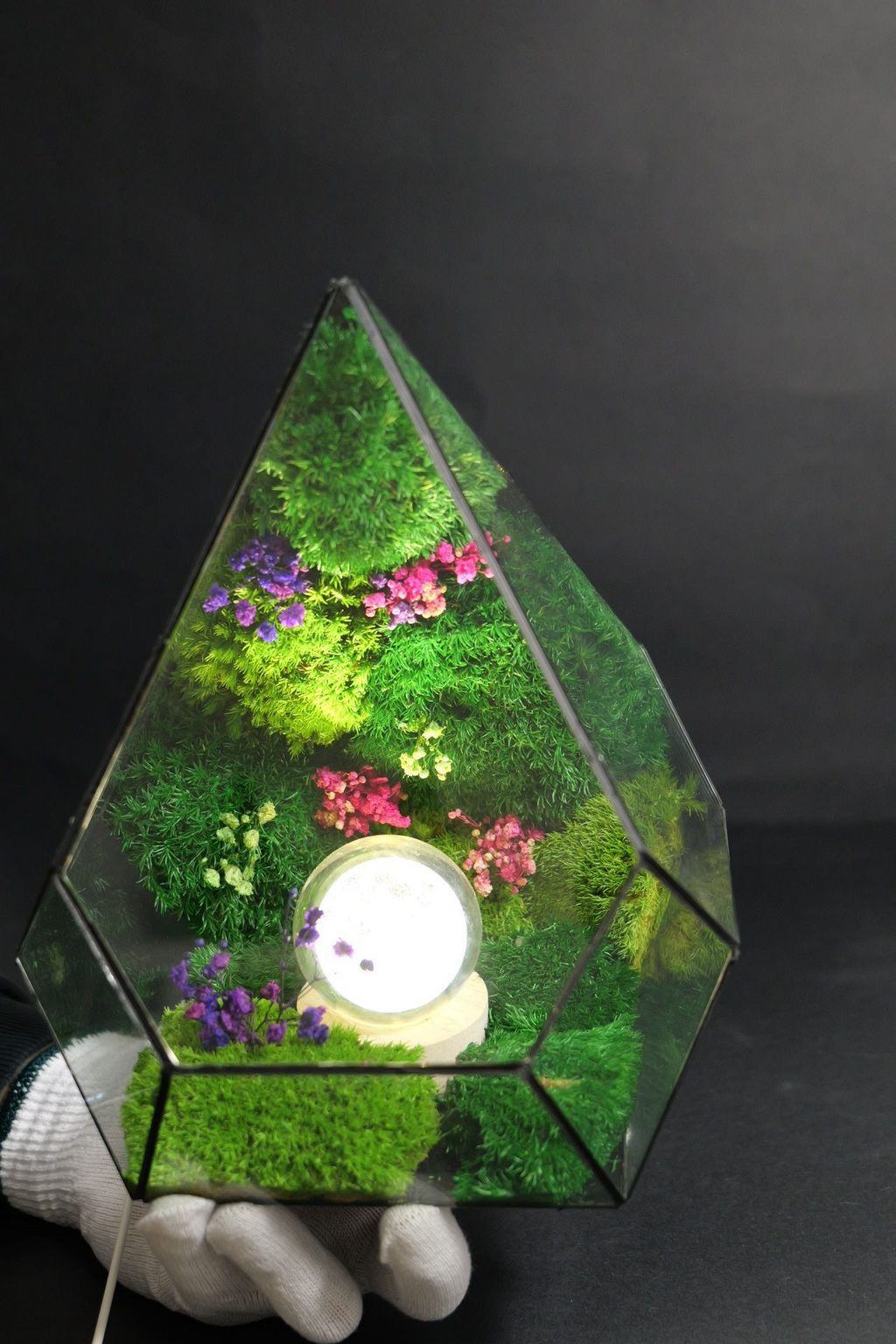 Terrarium ecosistemico naturale in equilibrio autonomo 3