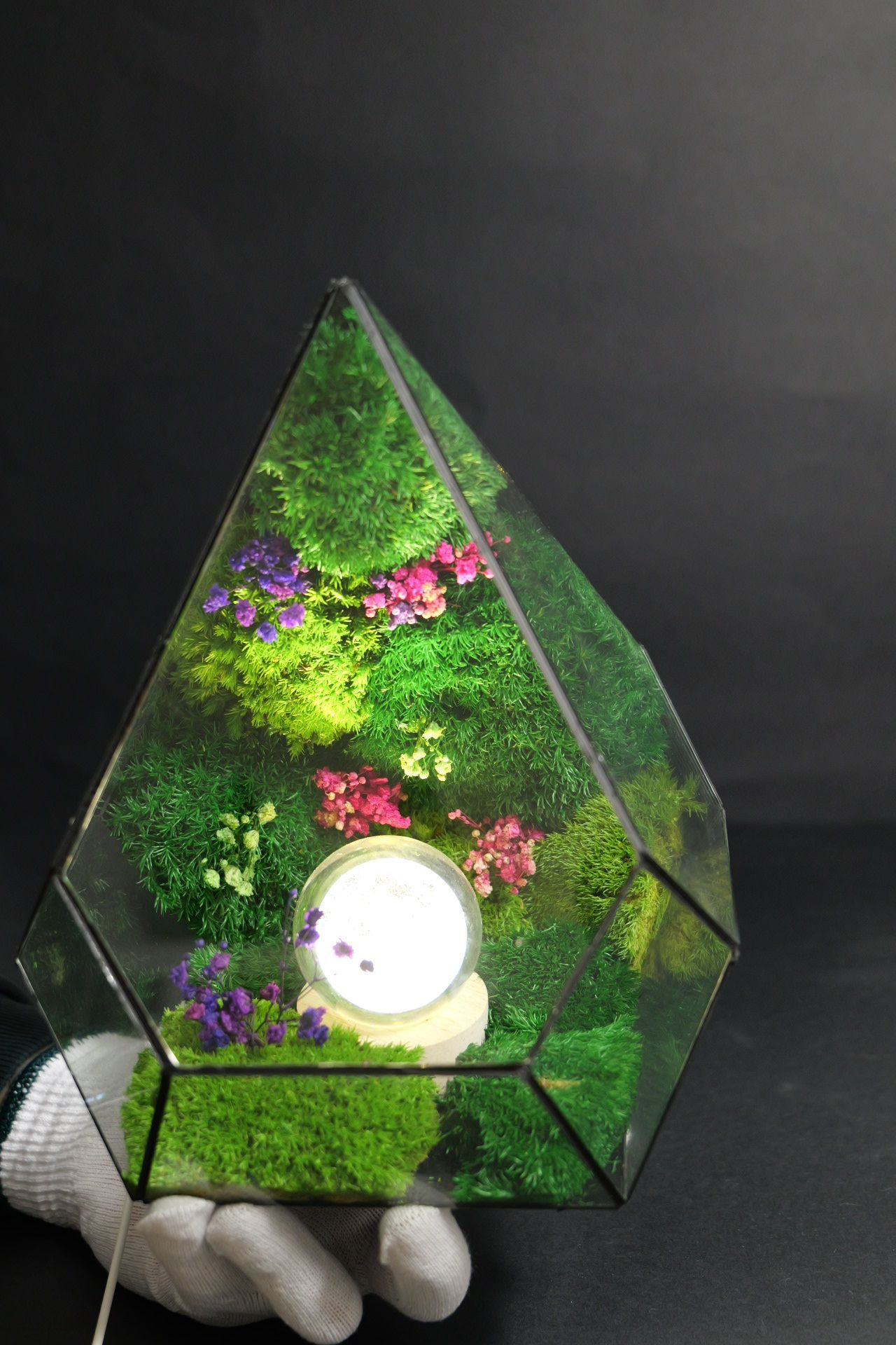 Terrarium ecosistemico naturale in equilibrio autonomo 3