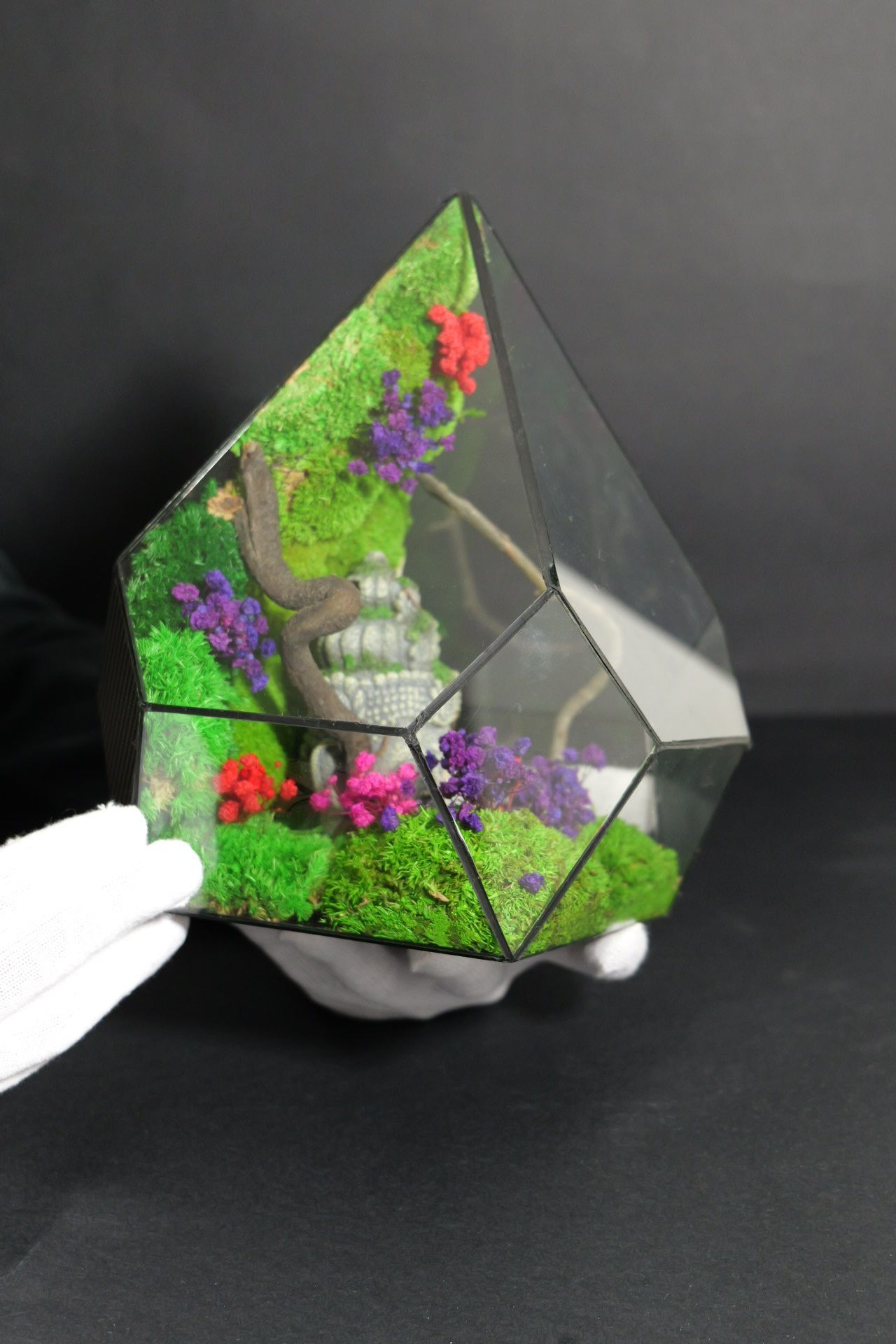 Terrarium 12