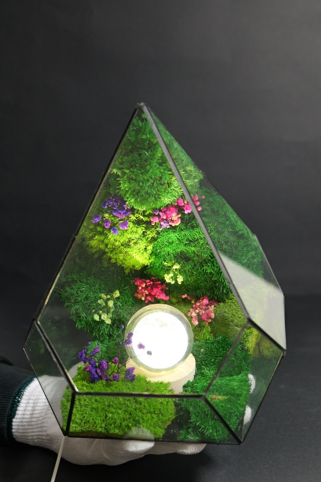 Terrarium ecosistemico naturale in equilibrio autonomo 3