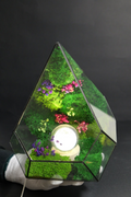 Terrarium ecosistemico naturale in equilibrio autonomo 3