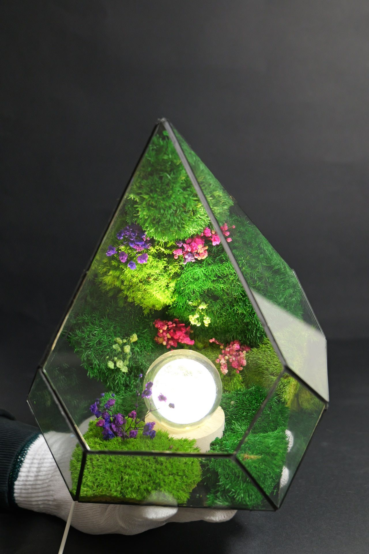 Terrarium ecosistemico naturale in equilibrio autonomo 3