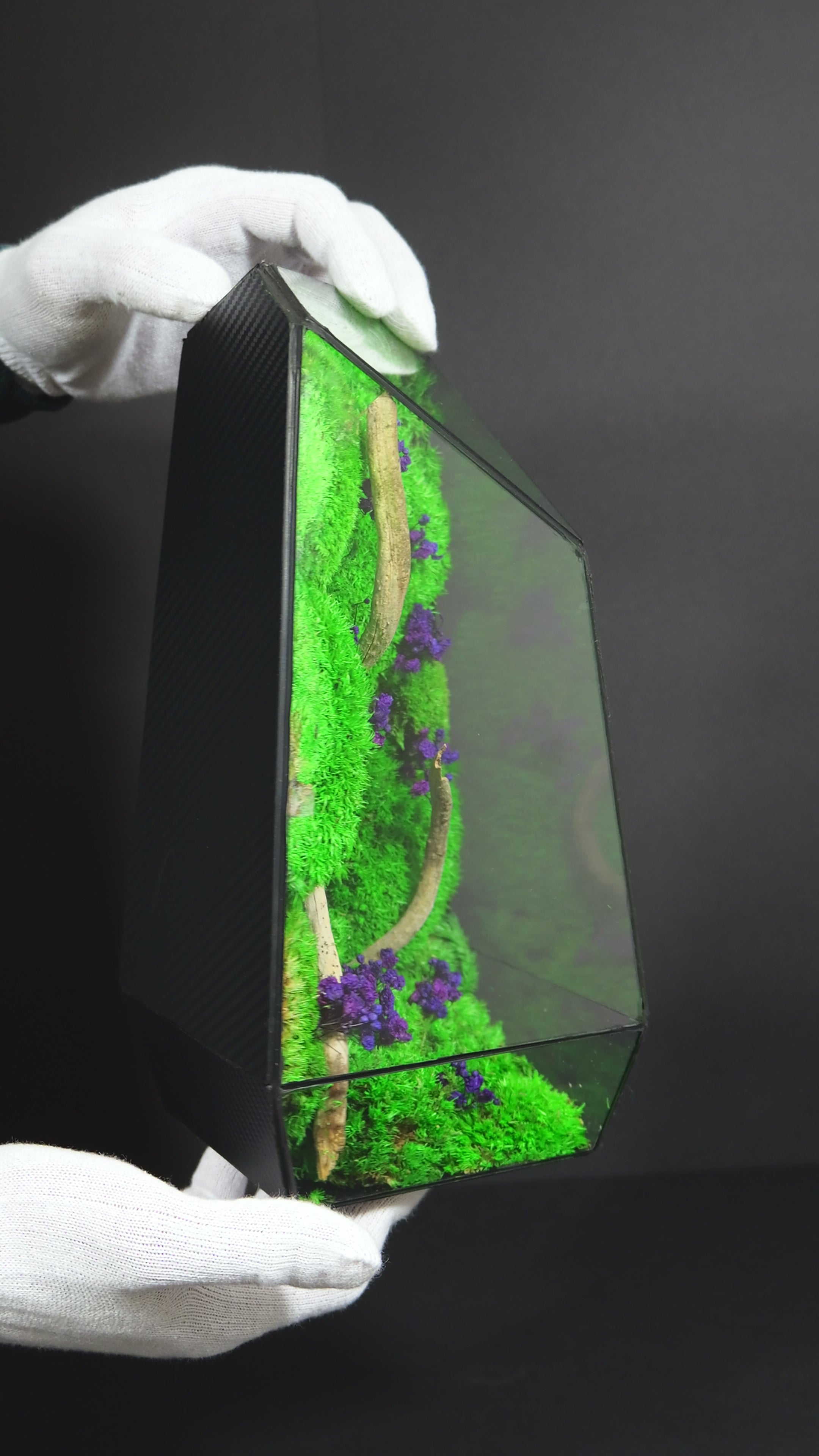 Terrarium Naturale Decorativo – Arredo Botanico per Interni 18