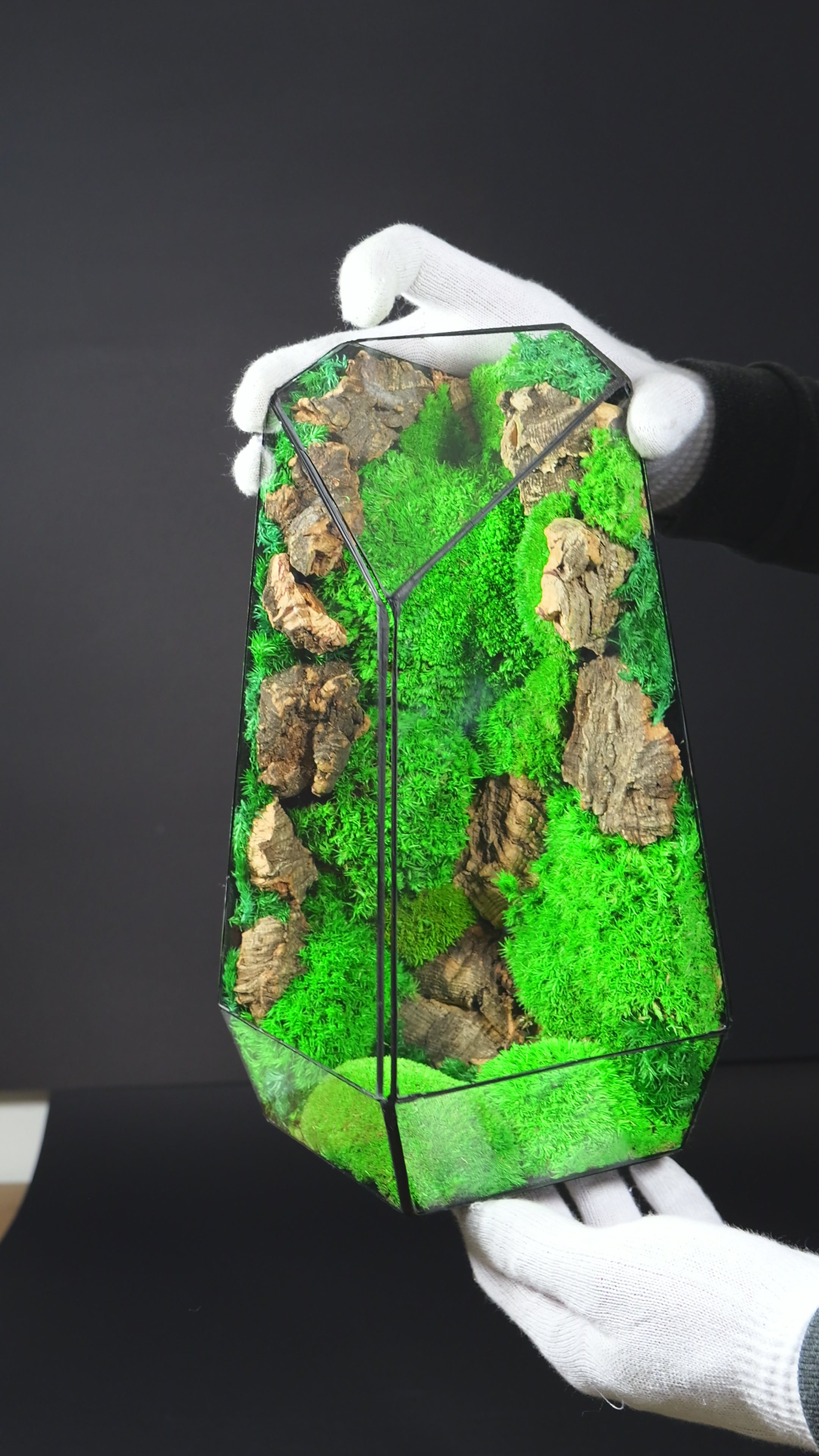 Terrario Chiusa con Felci e Muschio – Micro Ecosistema Naturale 41