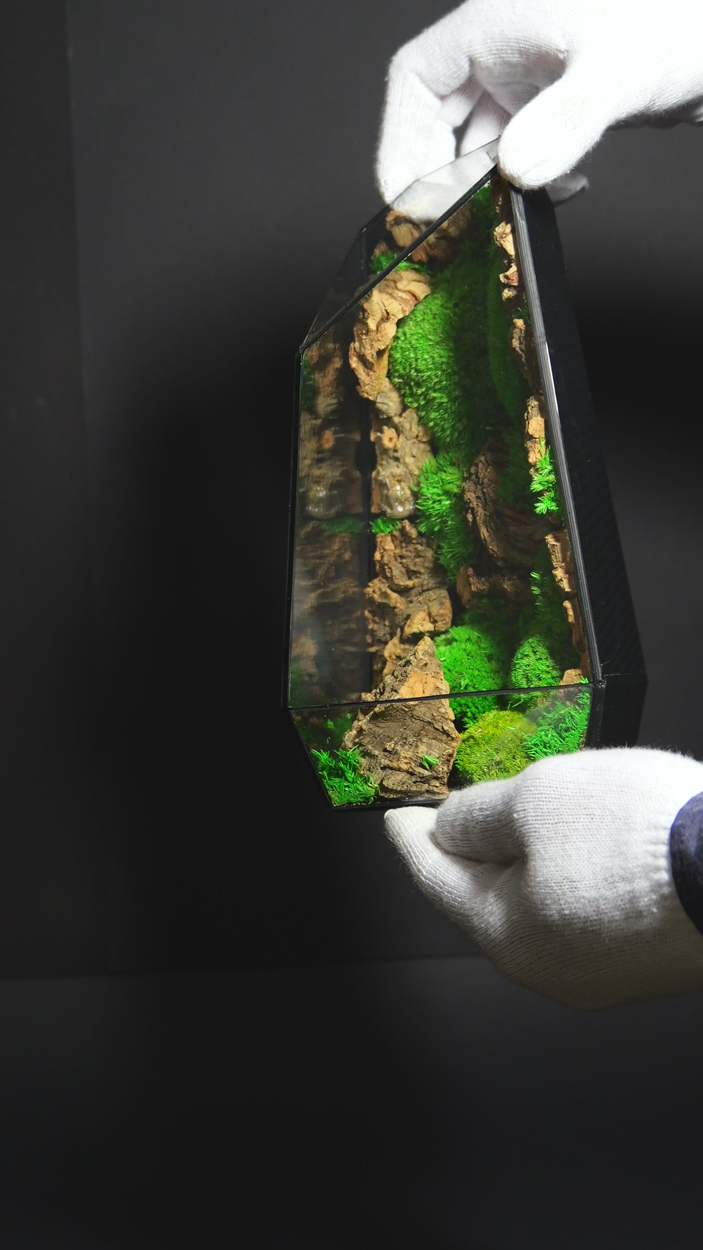 Terrarium 27