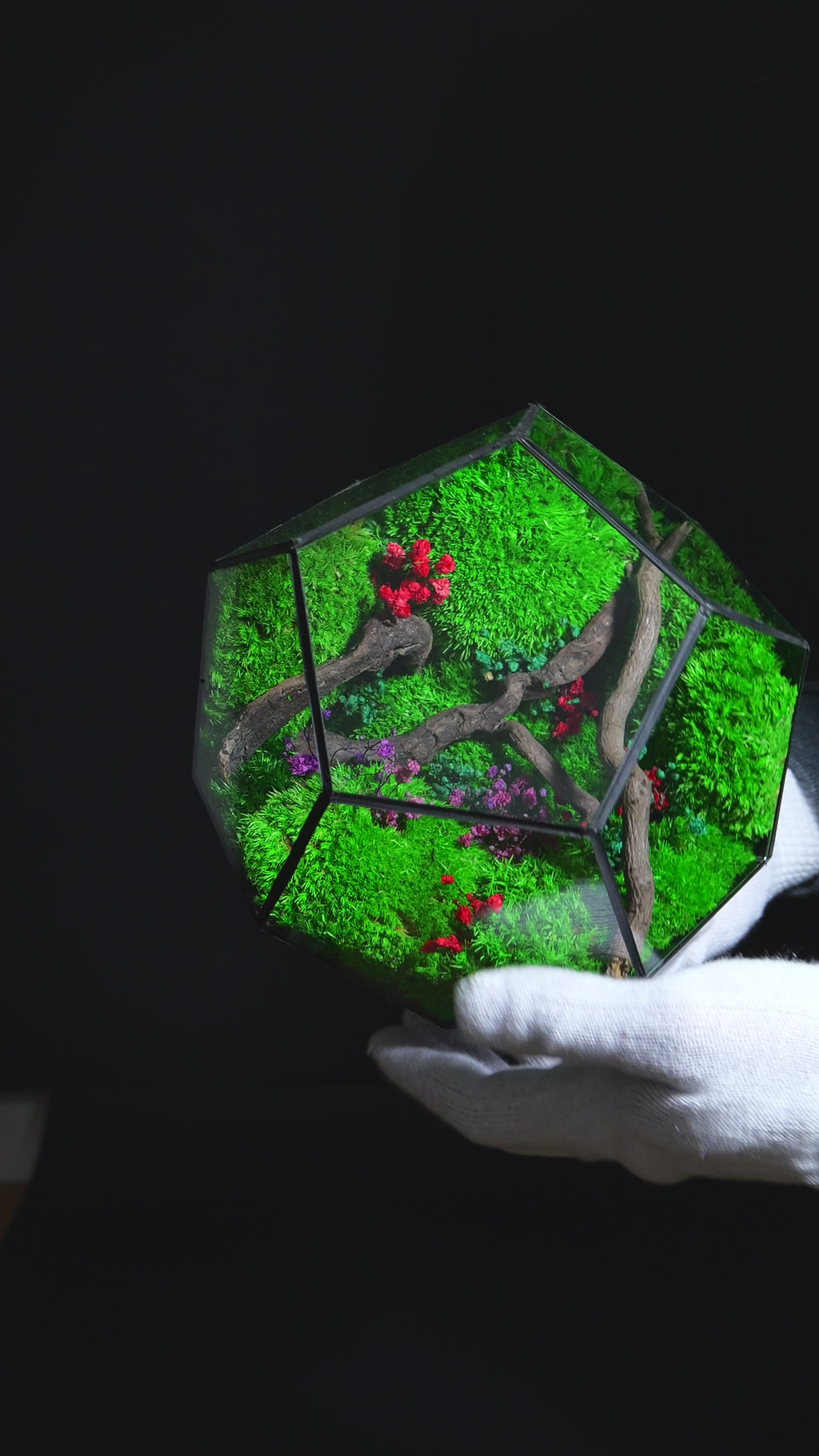 Terrario in Vetro Trasparente con Piante Vive – Stile Minimal 39