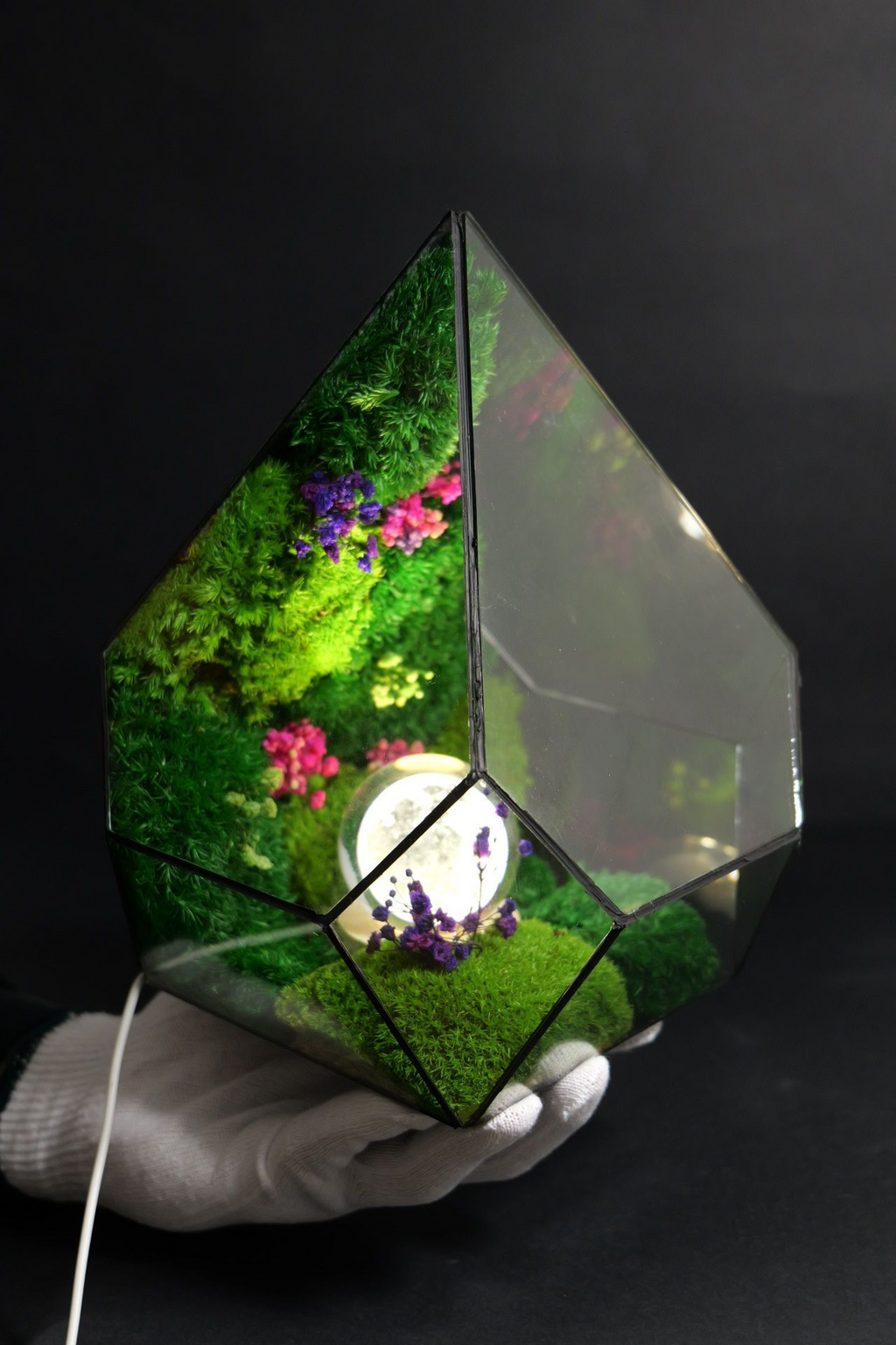 Terrarium ecosistemico naturale in equilibrio autonomo 3