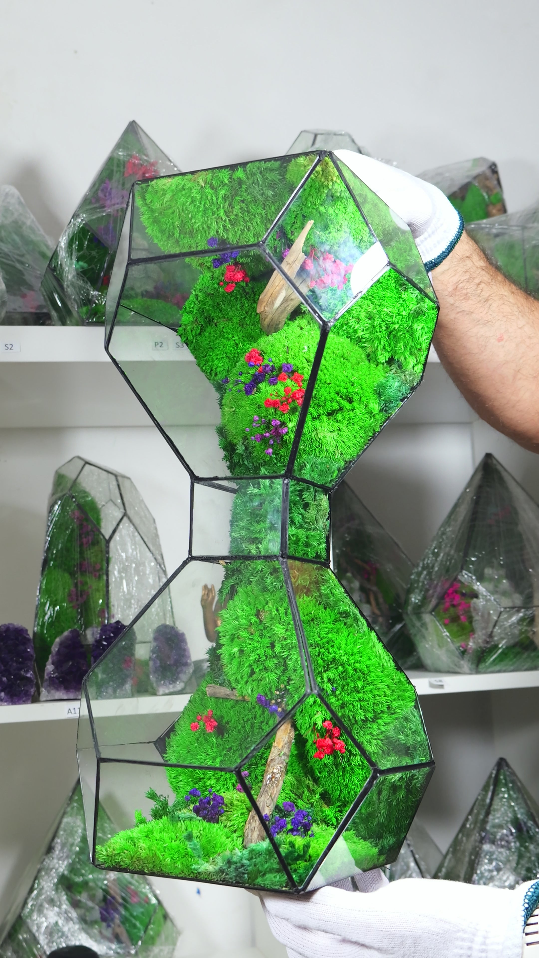 Terrarium in Vetro con Piante Naturali – Ecosistema Decorativo da Interno 50