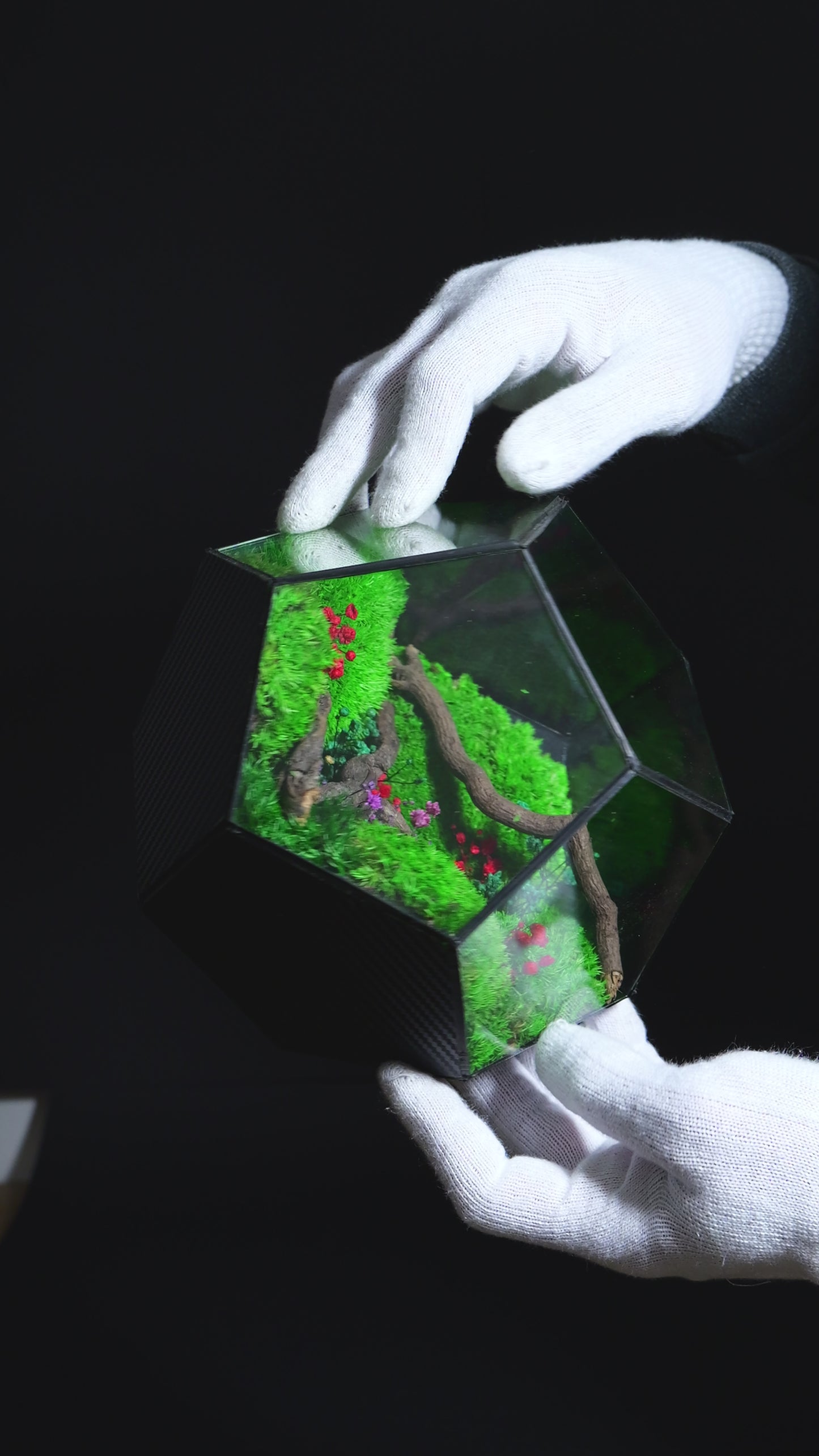 Terrarium 39