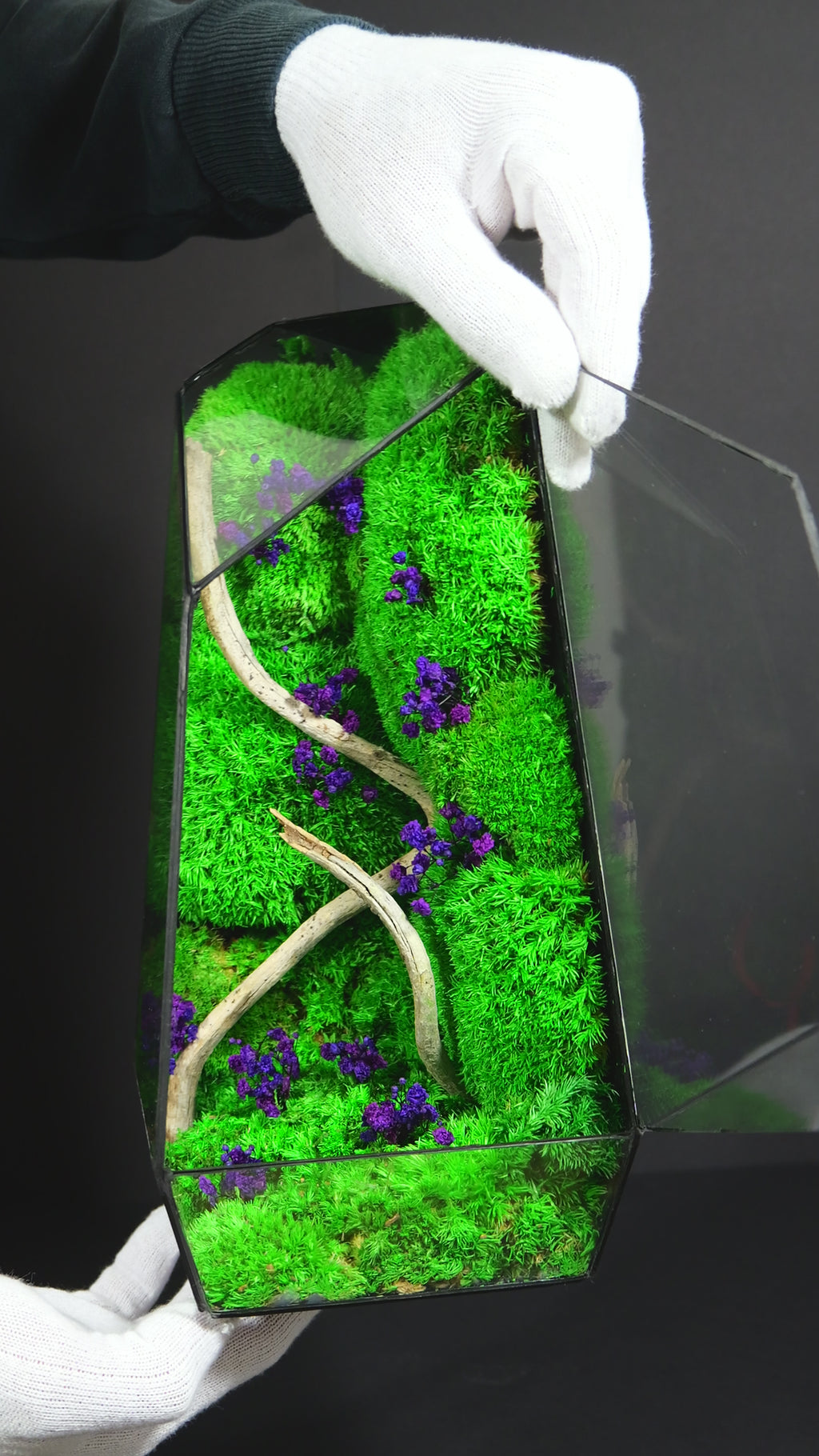 Terrarium Naturale Decorativo – Arredo Botanico per Interni 18