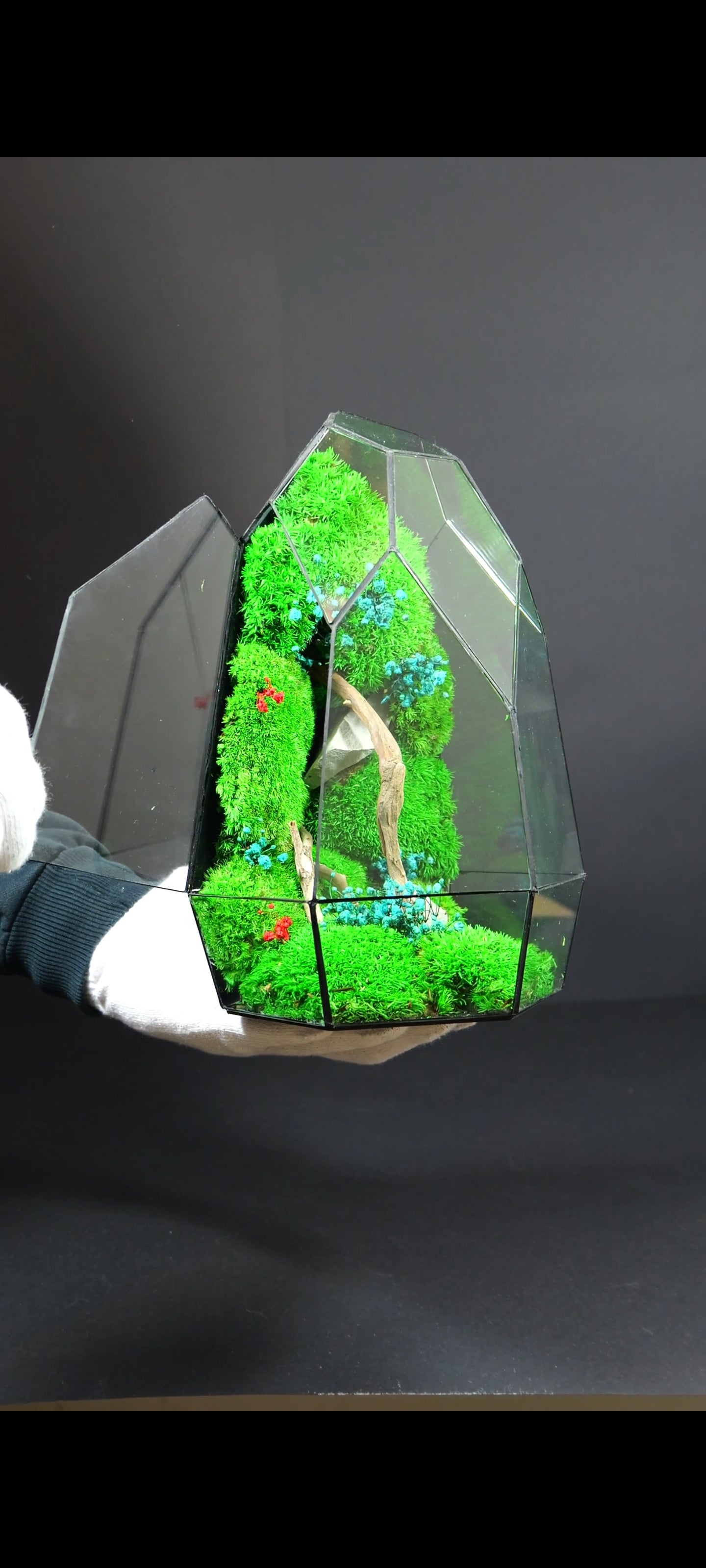 Terrarium da Tavolo Elegante – Ecosistema Verde Naturale 19